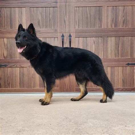 Bicolor German Shepherd