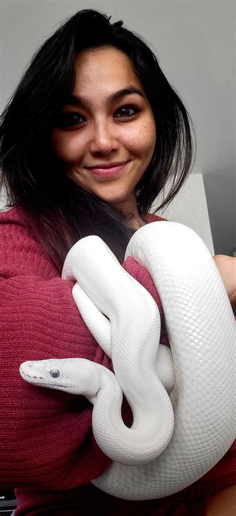 6 Foot Ball Python 的图像结果