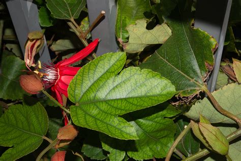 Passiflora coccinea (Red passion vine)