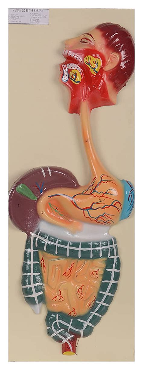 Vijay Surgical Human Digestive System Fiber Model [20" x 8"] long on ...
