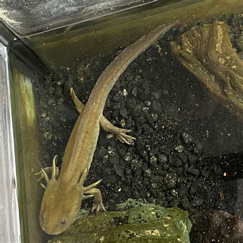 Water Dogs - Predator and Prey Exotics