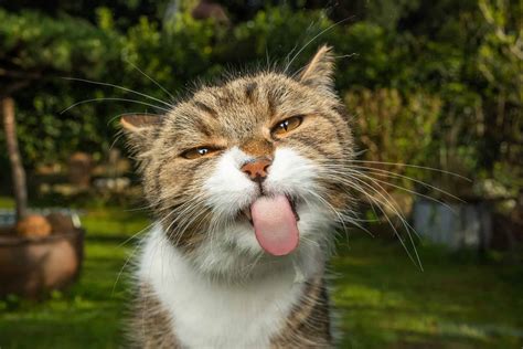 169 Great Mexican Cat Names and Their Meanings