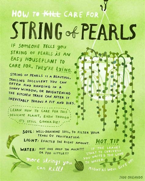 How to Care for String of Pearls Plant