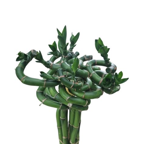 Dracaena sanderiana (Curly bamboo) 转运竹 (60cmH) (10 pcs/bundle) - World Farm