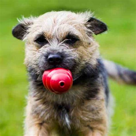 Mini Dogs to Adopt 的图像结果