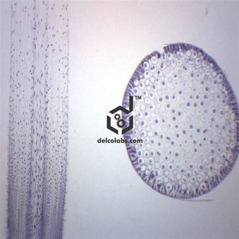 Biology – Prepared Microslides Delcolabs, India