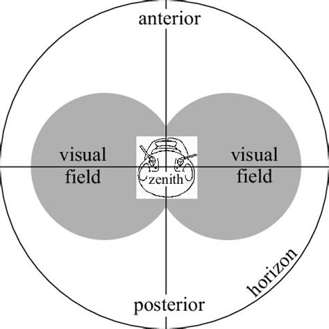 Image result for Visual Fields Red Pin