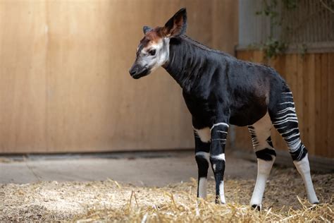 Okapi Baby