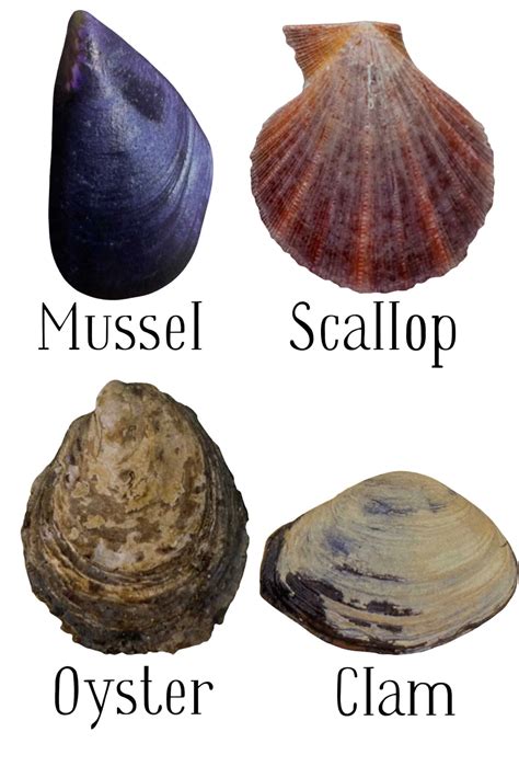 Common Seashells Of The Oregon Coast (Identification Guide)