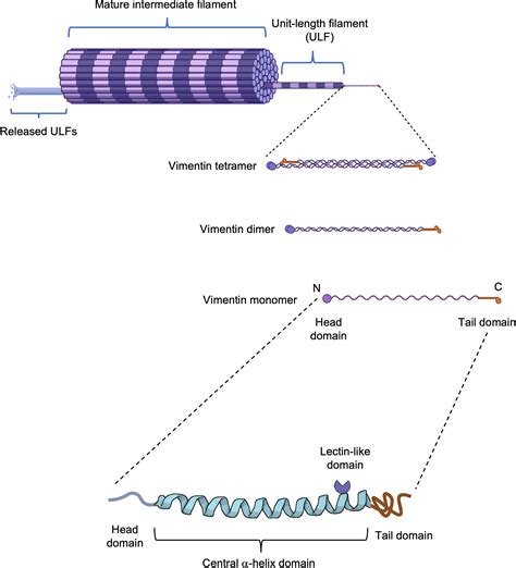 Frontiers | Vimentin: from a cytoskeletal protein to a critical modulator of immune response and ...