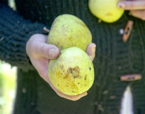 Apple Door Hagelonweer Dat Wordt Beschadigd Stock Foto - Image of regen ...