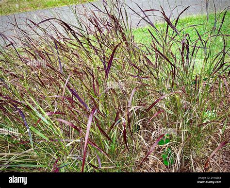 switchgrass (Panicum virgatum Stock Photo - Alamy