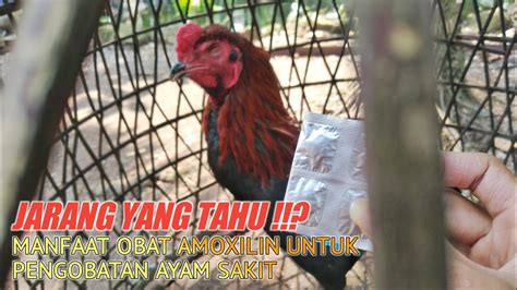 manfaat amoxilin untuk ibu hamil