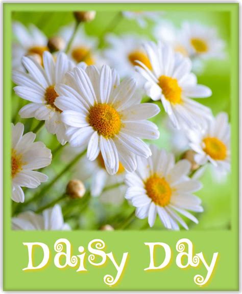 daisy a day greenbrier ar