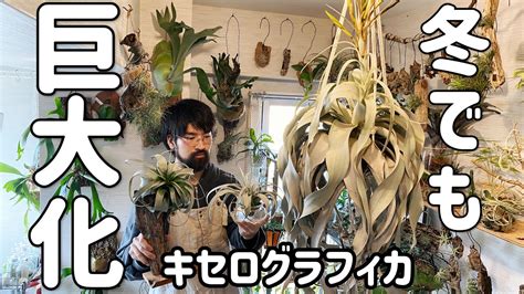 Image result for Alien Resin Model