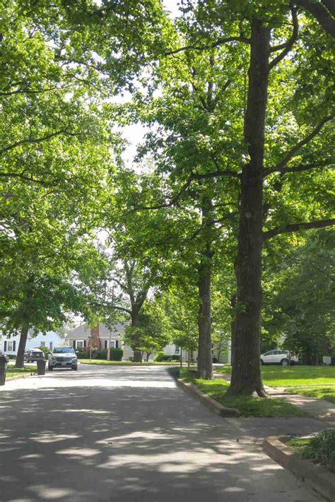 Identify Elm Tree 的图像结果