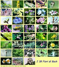 38 fiori di bach infinito di simona spataro fiori di bach 38 fiori di bach infinito di simona spataro fiori di bach