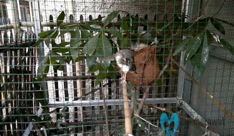 cara merawat burung ciblek sawah - Featured Image