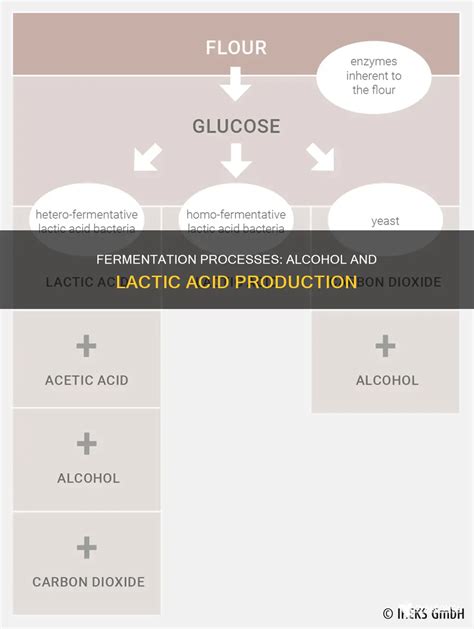 Fermentation Processes: Alcohol And Lactic Acid Production | CyAlcohol