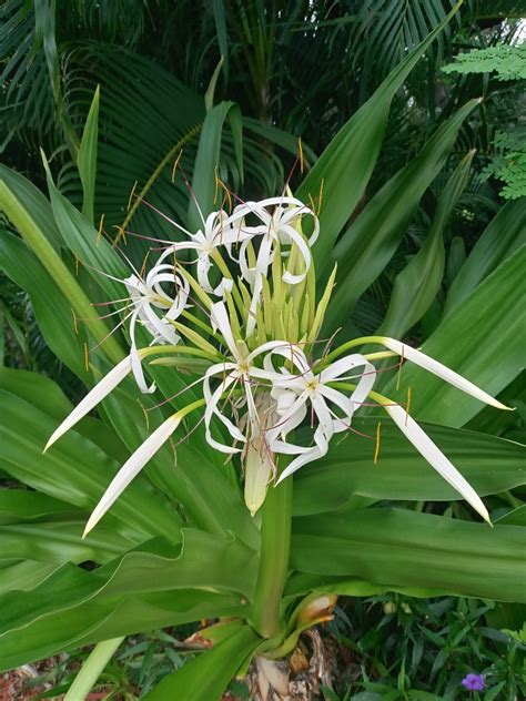 4 Giant Spider Lily Starter Plants White Flower Bare Root - Etsy