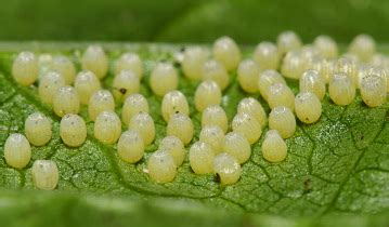 Ladybug Season 2 的图像结果