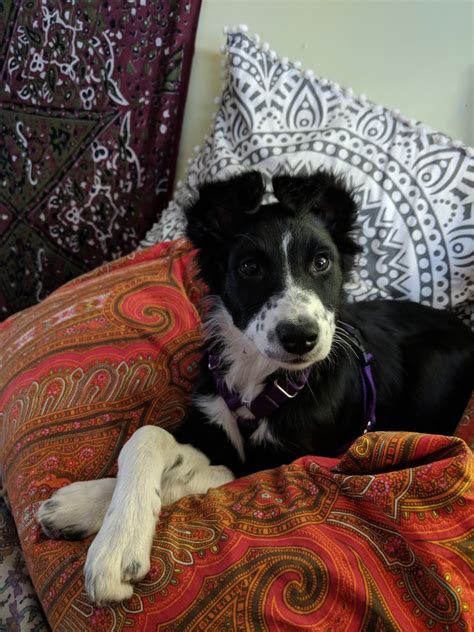 When Do Border Collie Puppies Ears Stand Up