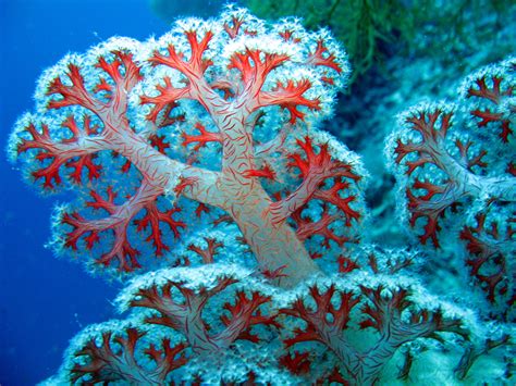 Colorful Coral Reef Wallpaper - WallpaperSafari