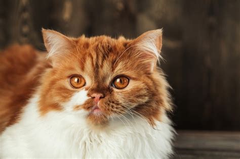 Page 14 | Orange white ragdoll Images - Free Download on Freepik