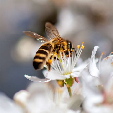 A Symbiotic Relationship: Flowers & Bees – ēdn