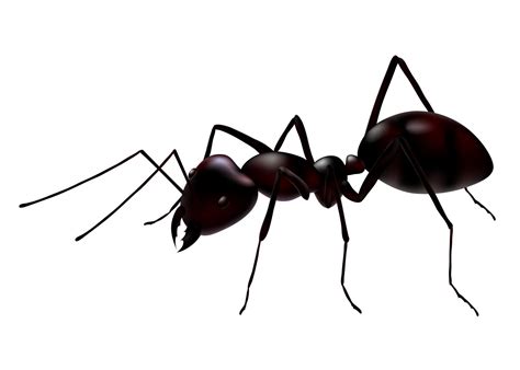 Ants Wallpapers - Wallpaper Cave