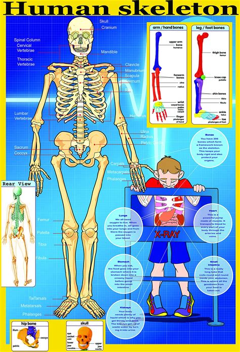 Buy laminated educational YOUR SKELETON | human body key s educational ...