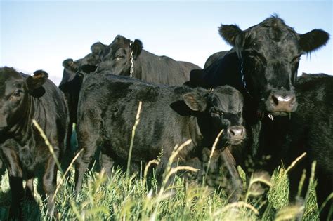 Angus | Grass-fed, Beef Quality, Marbling | Britannica