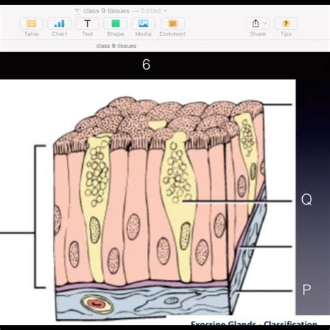 Which cell is this ... fast fastj - Brainly.in