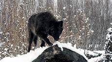 Black Alpha Wolf Wallpaper by Black Wolf Wallpapers Wallpaper Cave Black Alpha Wolf Wallpaper