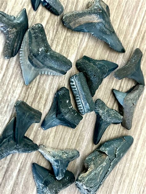 Shark Tooth Sleuths (Family STEM Adventure), Onslow County Beach Access ...
