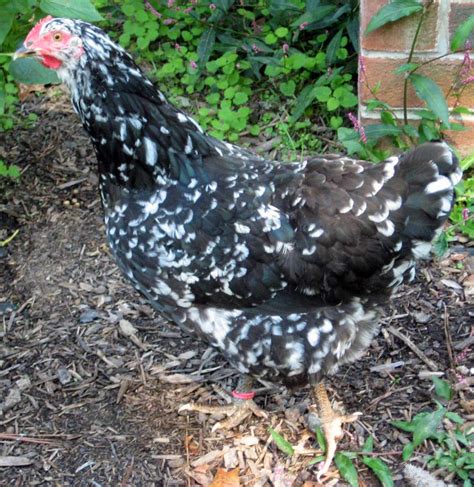 Java breeders: Teri J's Javas