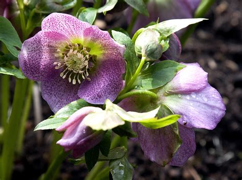 9 Flowering plants that dazzle in the winter – SheKnows
