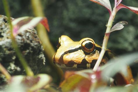 Smoky Jungle Frog - ZooChat