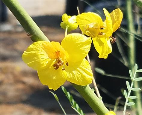 Cercidium x 'Desert Museum' (Palo Verde Hybrid)