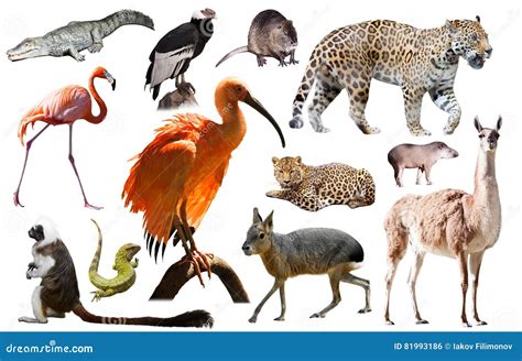 South America Animals Isolated Stock Photo - Image of insect, cavy ...