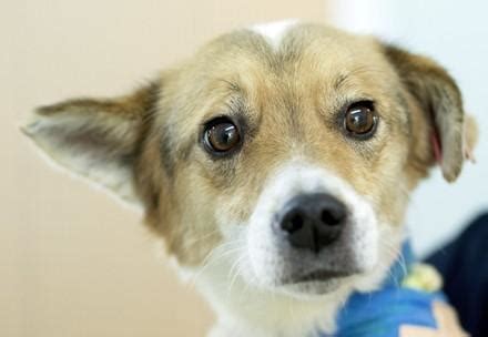 Fake Animal Rescue Videos - FOUR PAWS International - Animal Welfare ...