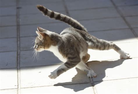 What Are Cat Zoomies? And Why Do Cats Get the Zoomies? - Catster | Cat anatomy, Cat pose, Cute cats