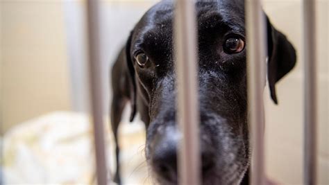 Asheville Humane Society receives $11,000 to care for senior dogs