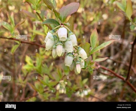 Northern highbush blueberry (Vaccinium corymbosum) Plantae Stock Photo ...