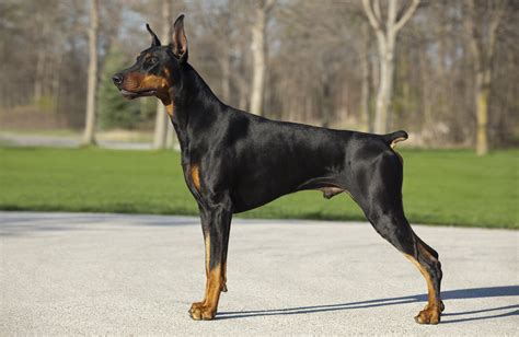 21 Best Guard Dog Breeds for Protection | Best guard dogs, Guard dog ...