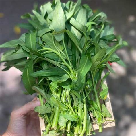 Water Spinach Kalmi Danga Seeds - High Yield, Year-Round Cultivation ...
