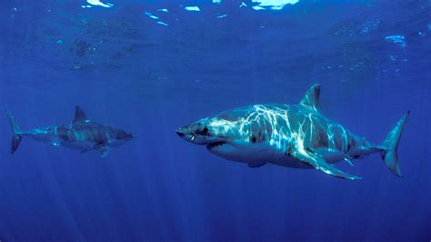 How Do Sharks Interact With Each Other: Unveiling Their Complex Social Hierarchy