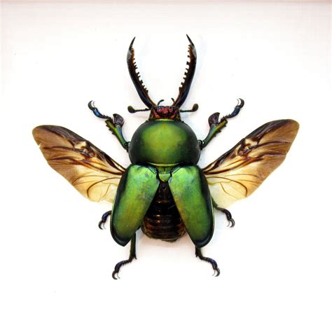 Real Green Stag Beetle Framed Taxidermy Lamprima Adolphinae Large - Etsy | Stag beetle, Bug art ...
