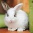 Image result for Bunnies with Flowers around the Neck