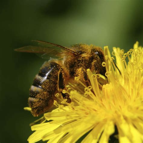 Do bees die after they sting you? - Factopolis